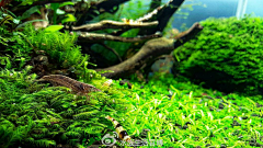 第五个Season采集到水草