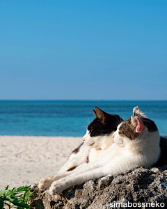 鴈王采集到猫猫猫