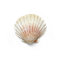 超高清 海星 海螺 贝壳 珊瑚 海马等 航洋生物主题 png元素 shell-74