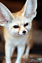 耳廓狐 #fennec fox##Zootopia#