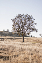 Winter in Tenterfield