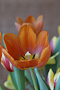 tulip-spring-spring-bouquet-bouquet-cf2fc7be6665d9d5f7a630cd39db946b.jpg (3632×5456)