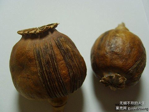 罂粟壳