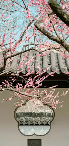 欢愉且胜意，万事皆可期   #风景手机壁纸