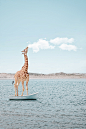 Giraffe eating Cloud