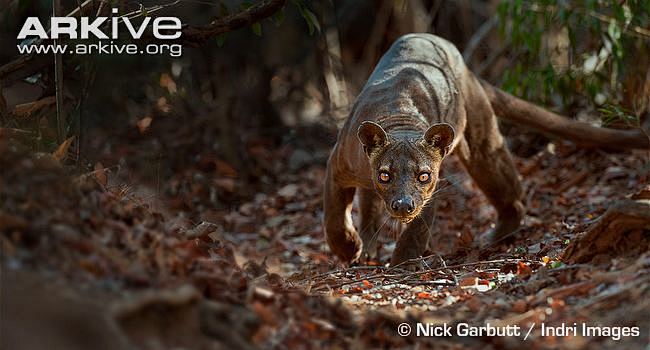 fossa马达加斯加长尾灵猫马岛獴是马岛上所有狐猴都怕的攀爬高手属于
