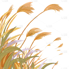 白露节气芦苇