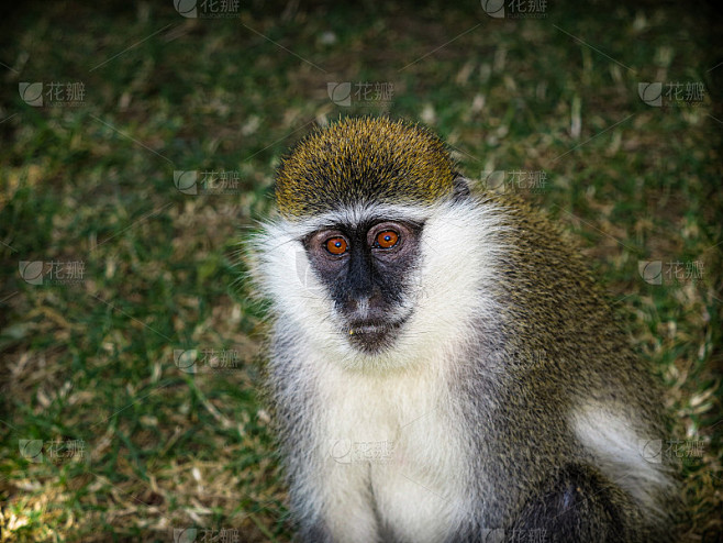 非洲绿猴(Chlorocebus aethops)特写