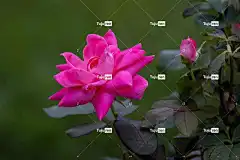 玫瑰 花 粉红玫瑰 玫瑰绽放 花瓣 花壁纸 玫瑰花瓣 盛开
