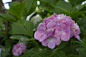 绣球花，Fushimi，日本京都