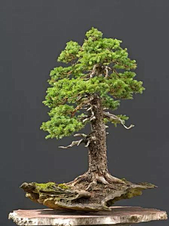 corvo采集到植物