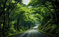 公路两边的绿植树木壁纸