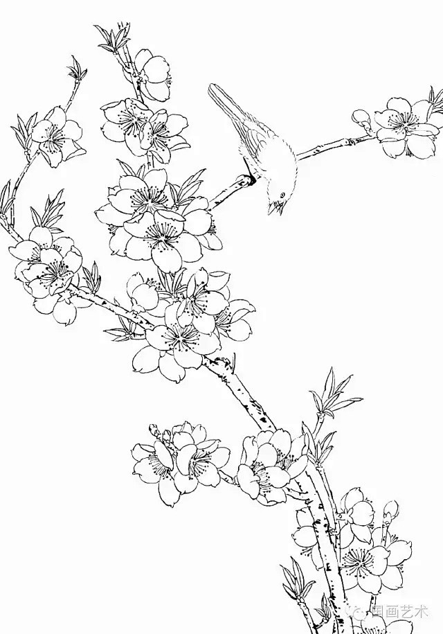 工笔线描桃花美
