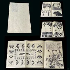 这是一本讲 关于如何寻找一只蝴蝶的手工书 - 小红书