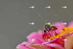 Hoverfly 昆虫 翅膀 花 美丽的花朵 花壁纸 花卉背景