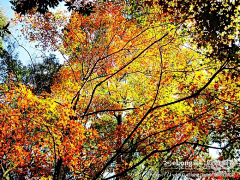 xcbaby采集到多图,48.福州森林公园红
