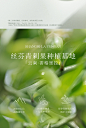 丝芬水光丝滑洗发水蓬松柔顺修护干枯受损青刺果补水香氛洗发露女-t