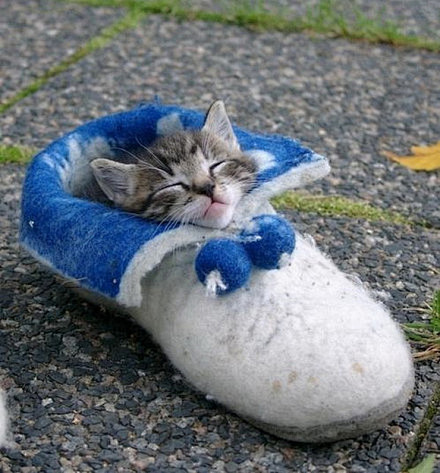 舒服的猫