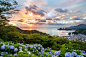 General 1500x994 Japan sunset cityscapes oceans flowers hills trees hydrangea bay ports summer clouds green orange blue purple nature landscapes