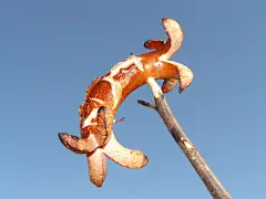 香肠，香肠，红色，红色的香肠，烤肉_高清壁纸_美食_模库(51Mockup)