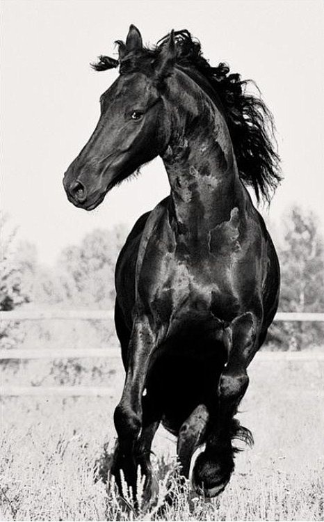 | Horse