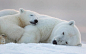 萌到爆炸的北极熊宝宝照片 (900×561)