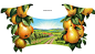 Иллюстрации для лимонадов ТМ "Напитки из Черноголовки" : Создано для студии Tomatdesign(ТМ "Напитки из Черноголовки)