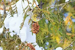 这是一幅新年画，一只鸟站在杉树上，在白雪覆盖的树枝中间
