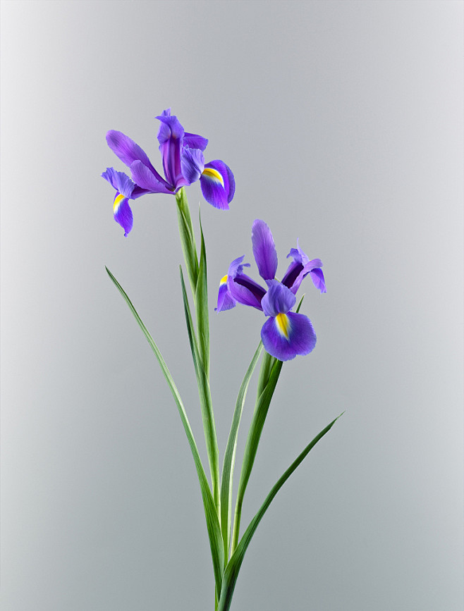 鸢尾花