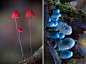 分形艺术网 - 自然分形：Steve Axford拍摄的菌类 - 现实分形作品