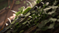Tree Golem : A short teaser animation that sets up a journey about discovering others that share a connection through the ages. A self-initiated project.