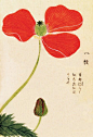 Honzo Zufu [Poppy] - Kan'en Iwasaki - Kew Gardens Botanical Prints - Kew Botanical Prints