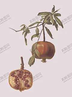 石榴 【酷图网】石榴,水果,手绘水果,百香果,水果食品,梨子,哈密瓜,手绘哈密瓜,洋葱,美味水果,茄子,西红柿,梨,雪梨,梨子芒果,手绘芒果,柠檬,手绘柠檬,樱桃,奇异果,手绘奇异果,手绘樱桃,手绘西瓜,青瓜,红萝卜,豌豆,苦瓜,苹果,西兰花,桃子,辣椒,草莓,萝卜,蘑菇,南瓜