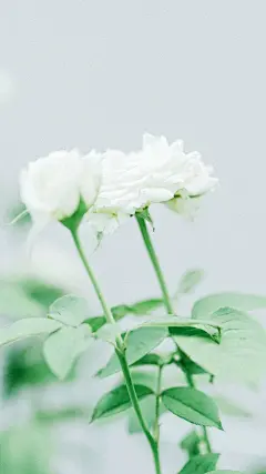 〈绿色壁纸〉墨已入水渡一池青花，揽五分红霞采竹回家