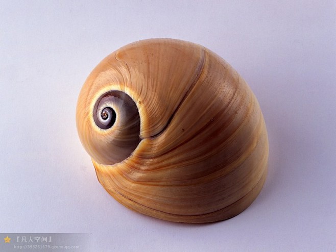 海螺贝壳