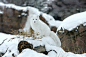 Arctic Fox by Jason Paige on 500px#北极狐##白##摄影##动物#北极狐你好美，北极狐你好萌