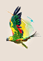 beauty bird cover design Nature parrot Pop Art portrait wild life animals