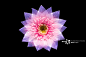 Flower Recombination创意图片素材 - Moment