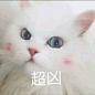 【资源】可爱猫咪表情包_表情包吧_百度贴吧