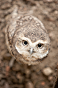 sais0ns:

owlday:

Burrowing Owl

omg
