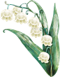 欧美复古唯美自然花卉铃兰花鸟免抠PNG图案 影楼手账背景 (64)