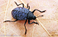 大自然昆虫离开甲虫臭虫宏 - 壁纸（#2742307）/ Wallbase.cc，