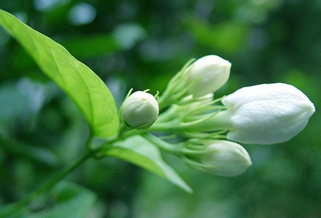 茉花离愁明月知，莉香恨远追月迟。花白搀风...