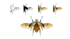 甲类昆虫  - 源文件下载【酷图网】甲类昆虫,昆虫,适量虫子,七星瓢虫,知了,蝉,手绘昆虫,昆虫素材,昆虫标本,昆虫元素,虫子,昆虫素描,害虫,益虫,苍蝇,蝴蝶,蜘蛛,蟋蟀,毛毛虫,水蛭,物世界