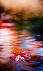 唯美湖面上静静流淌的红枫叶高清安卓手机壁纸