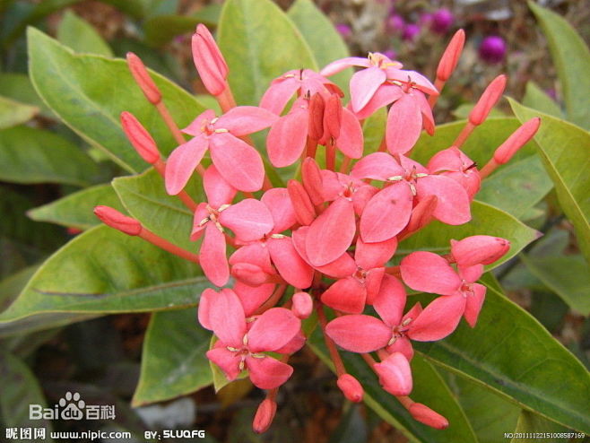 仙丹花 龙船花