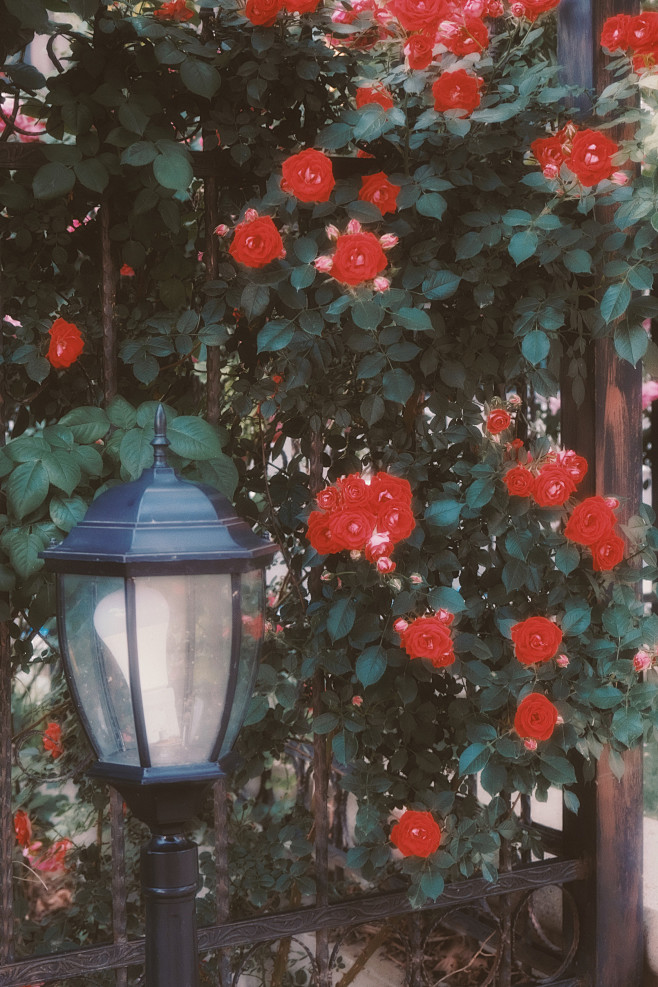 #摄影（花）#摄影师温叁叁-