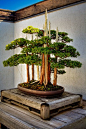 Bonsai<br/>#盆景#