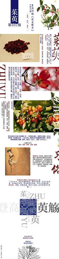 【第一百零七期·茱萸】重阳之日，秋高气爽，正是茱萸成熟之时，黄菊遍地，丹枫满山，红果熠熠，萸肉清香，既然茱萸能祛病驱邪，故古之人珍爱有加……久而久之，相沿成习。茱萸风俗在全国大部地区均有，历时悠久，只是到民国以后，茱萸风俗渐衰，唯登高之俗犹残存。