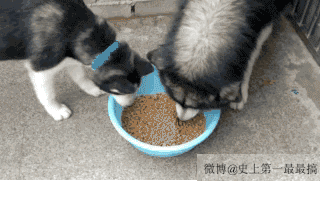 无聊图 - 蛋友贴图专版